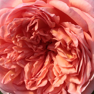 Web trgovina ruža - Ružičasta - engleska ruža - intenzivan miris ruže - Rosa  Candy Rain - David Austin - Ima puno cvjetova, zelenilo je visoko i nježno zeleno, cvate cijelo ljeto.